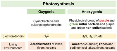 Anoxygenic photosynthesis with emphasis on green sulfur bacteria and a perspective for hydrogen sulfide detoxification of anoxic environments